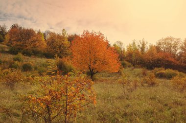 Sonbahar mevsiminde çayırdaki ağaçlar. Yüksek kalite fotoğraf