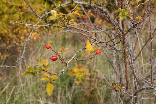 Rosehip Bush Autumn Season High Quality Photo — Stock Photo, Image