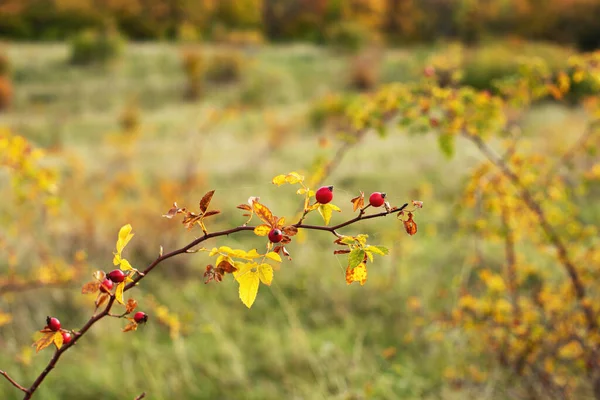 Rosehip Keři Podzimní Sezóně Kvalitní Fotografie — Stock fotografie