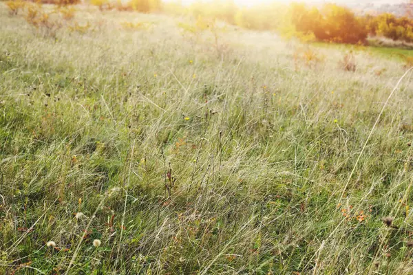 秋の間の緑の牧草地 高品質の写真 — ストック写真