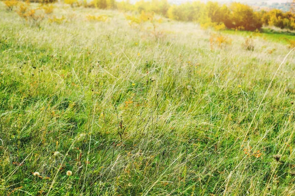 Pradera Verde Durante Temporada Otoño Árboles Fondo Foto Alta Calidad —  Fotos de Stock