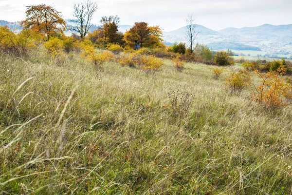 秋の間の緑の牧草地 高品質の写真 — ストック写真