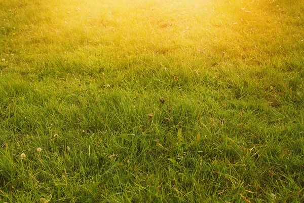 牧草地の緑の芝生 高品質の写真 — ストック写真