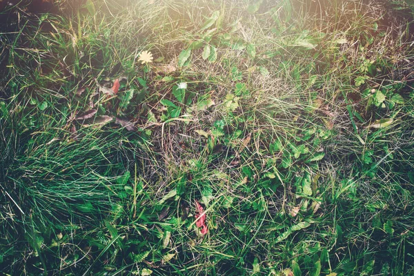 牧草地の緑の芝生 高品質の写真 — ストック写真