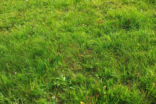 Grünes Gras Auf Der Wiesen Herbstsaison Hochwertiges Foto — Stockfoto
