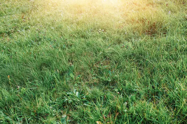 Green Grass Mdow Autumn Season High Quality Photo — 스톡 사진