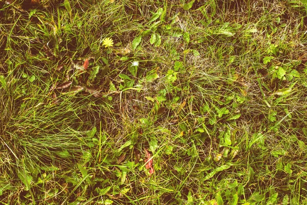 Green Grass Meadow Autumn Season High Quality Photo — Stock Photo, Image