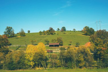 Sonbaharda güneşli bir günde yeşil çayır. Tarlada otlayan çiftlik hayvanları. Yüksek kalite fotoğraf