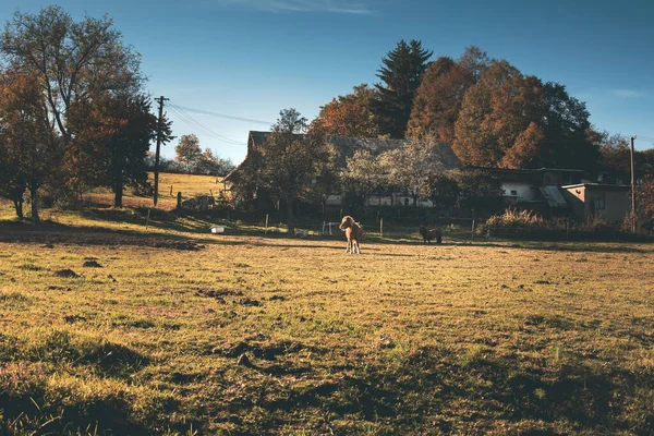 緑の畑に馬の放牧 晴れた秋の日 高品質の写真 — ストック写真