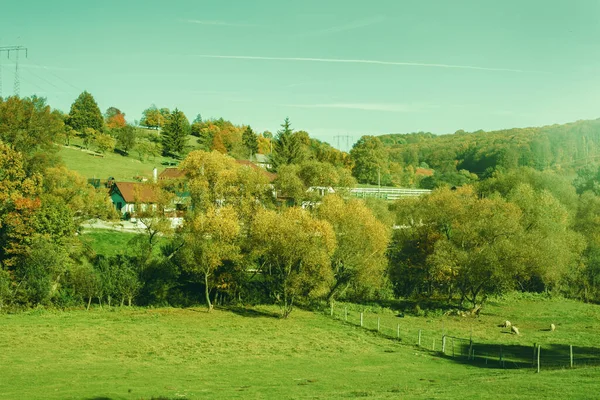 Grüne Weide Auf Einer Ranch Sonniger Tag Herbst Vieh Weidet — Stockfoto