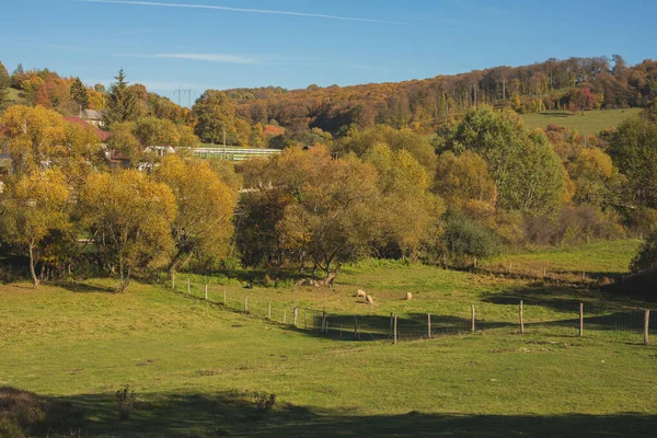 Pastos Verdes Ranch Día Soleado Otoño Pastoreo Ganado Campo Foto — Foto de Stock