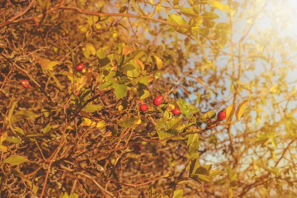 Róża Krzaku Sezonie Jesiennym Wysokiej Jakości Zdjęcie — Zdjęcie stockowe