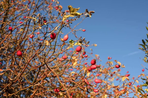 Rosehip Keři Podzimní Sezóně Kvalitní Fotografie — Stock fotografie