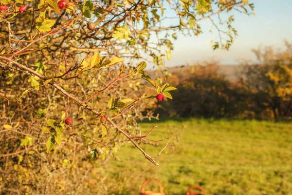 Sonbahar Mevsiminde Çalılıklarda Bir Gül Ağacı Yüksek Kalite Fotoğraf — Stok fotoğraf