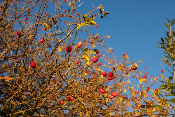 Rosa Mosqueta Sobre Arbusto Temporada Otoñal Foto Alta Calidad — Foto de Stock