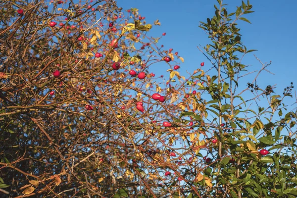 Rosehip Keři Podzimní Sezóně Kvalitní Fotografie — Stock fotografie