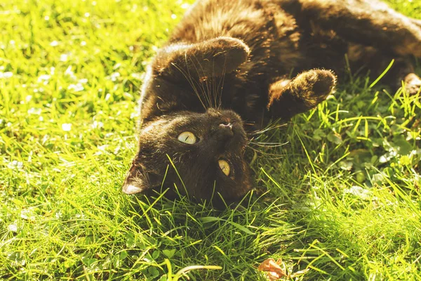 Gato Relaxante Suas Costas Gramado Gren Dia Outono Ensolarado Foto — Fotografia de Stock