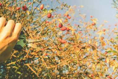 Bahçe kırlangıçlarıyla gül kalçası topluyorum. Sonbaharda güneşli bir gün. Yüksek kalite fotoğraf