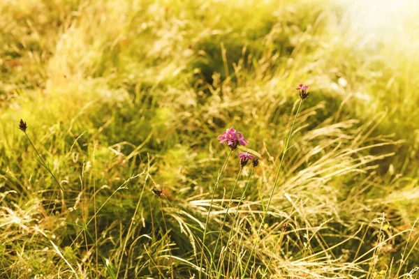 緑の牧草地でDianthus Carthusianorum 秋の季節 高品質の写真 — ストック写真