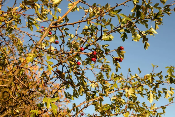 Hawthorn Bush Slunečného Denu Podzimní Sezóna Kvalitní Fotografie — Stock fotografie