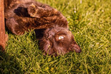 Kedi sırtüstü uzanıyor. Güneşli bir sonbahar günü. Yüksek kalite fotoğraf