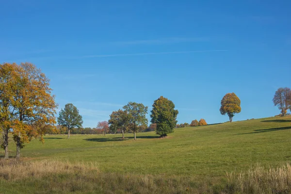 秋の季節の牧草地の木 晴れた日 高品質の写真 — ストック写真