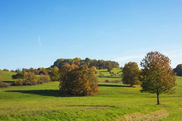 秋の緑のフィールド上のカラフルな木 晴れた日 高品質の写真 — ストック写真