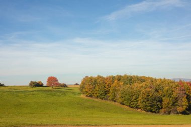 Sonbaharda güneşli bir günde yeşil çayır. Arka planda renkli ağaçlar. Yüksek kalite fotoğraf