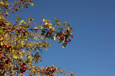 Güneşli bir günde Hawthorn çalısı. Yüksek kalite fotoğraf