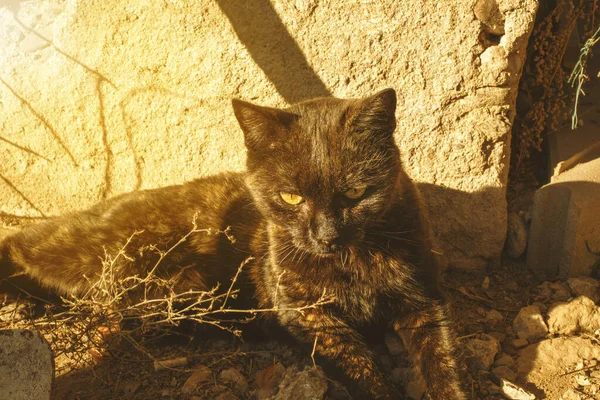 Кіт Відпочиває Саду Окрім Сараю Високоякісна Фотографія — стокове фото