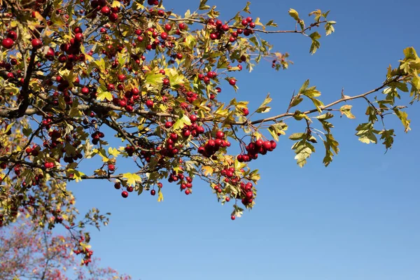 Hawthorn Bush Slunečného Denu Podzimní Sezóna Kvalitní Fotografie — Stock fotografie