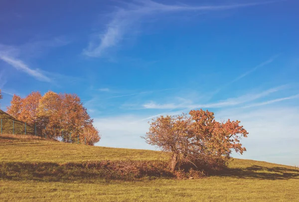 Sonbaharda Güneşli Bir Günde Yeşil Çayır Arka Planda Renkli Ağaçlar — Stok fotoğraf