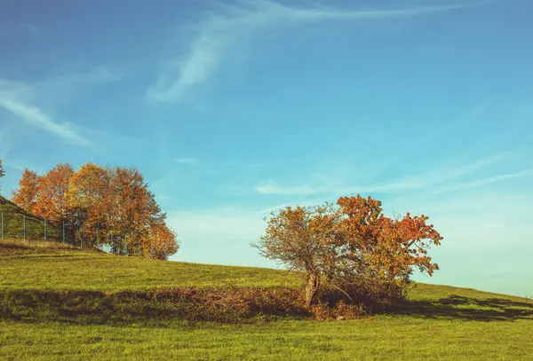 Sonbaharda Güneşli Bir Günde Yeşil Çayır Arka Planda Renkli Ağaçlar — Stok fotoğraf