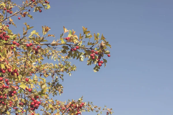 Hawthorn Bush Slunečného Denu Podzimní Sezóna Kvalitní Fotografie — Stock fotografie