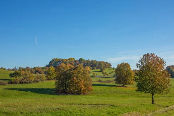 秋の季節の牧草地の木 晴れた日 高品質の写真 — ストック写真