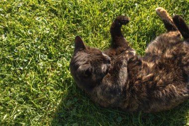 Kedi sırtüstü uzanıyor. Güneşli bir sonbahar günü. Yüksek kalite fotoğraf