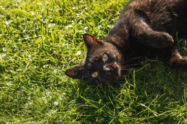 Kedi sırtüstü uzanıyor. Güneşli bir sonbahar günü. Yüksek kalite fotoğraf