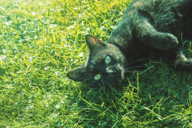 Kedi sırtüstü uzanıyor. Güneşli bir sonbahar günü. Yüksek kalite fotoğraf
