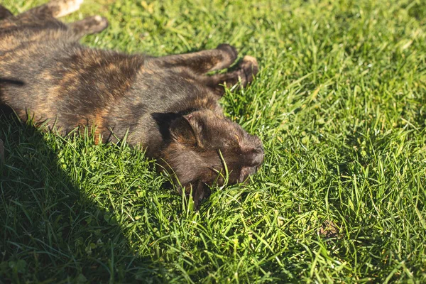 猫は芝生の上で彼女の背中にリラックス 晴れた秋の日 高品質の写真 — ストック写真