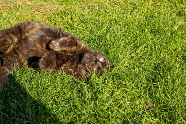 Kat Ontspannen Haar Rug Het Grasveld Zonnige Herfstdag Hoge Kwaliteit — Stockfoto