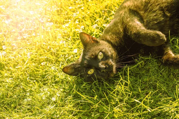 Gato Relaxante Suas Costas Gramado Gren Dia Outono Ensolarado Foto — Fotografia de Stock
