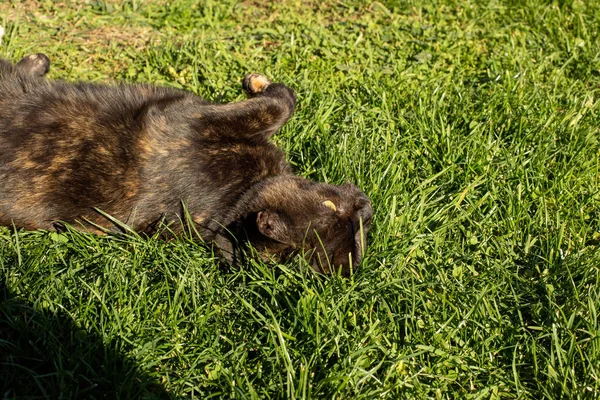 Chat Relaxant Sur Dos Sur Pelouse Verte Photo Haute Qualité — Photo