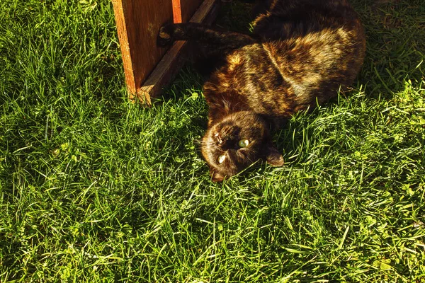 Кіт Розслабляється Спині Гранатовій Галявині Високоякісна Фотографія — стокове фото