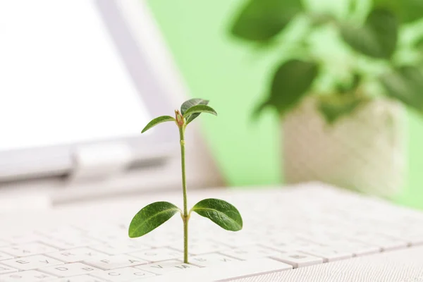Zöld információs technológia. Környezetvédelmi szempontból fenntartható IT. Zöld növény nő fehér billentyűzet. — Stock Fotó