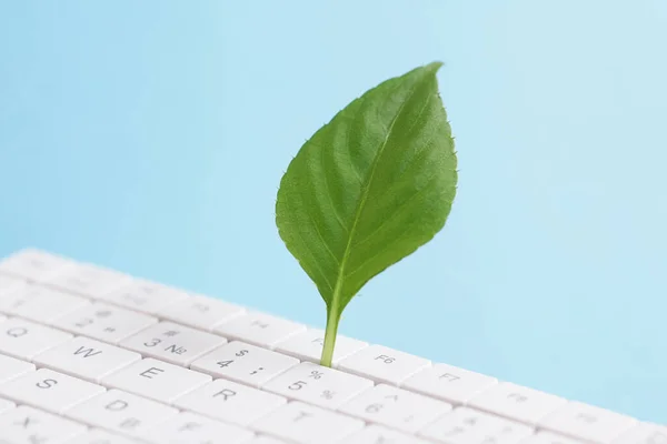 Groene informatietechnologie. Milieuvriendelijk Duurzame IT. Groen groeiende plant, wit toetsenbord op blauwe achtergrond — Stockfoto