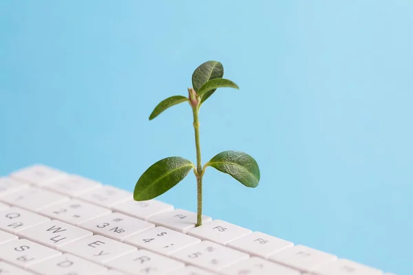 Green information technology. Environmentally Sustainable IT. Copy space. Green plant growing, white keyboard on blue background — Stok fotoğraf