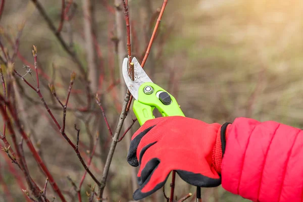 Hand holding, red garden gloves, pruning shears in garden agriculture Gardening tool, works concept — Stock Photo, Image