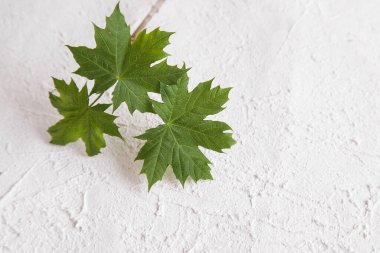 Yeşil Sürdürülebilir Bina. Taze Yeşil Akçaağaç Yaprağı Taş Sıva, Plaket Plaster veya Beton. Çevre dostu ve güvenli yapı malzemeleri
