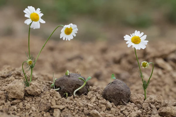 Gerilla kertészkedés. A magbombák virágoznak. Kamillavirág Vad Növények csíráznak maggolyóból. Vetőmagbombák száraz talajon — Stock Fotó