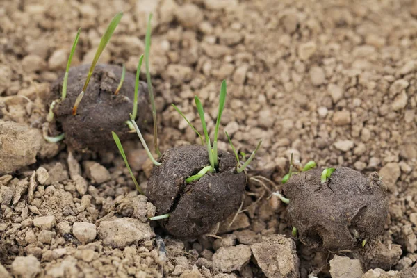 Seed ball plantation. Seed bombs on dry soil — Stock Photo, Image